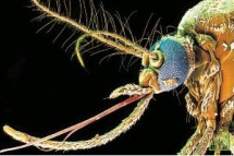 Лихорадку разносит особый вид комаров Aedes Aegypti.