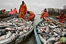 Российские рыбаки увеличили объемы улова с начала года 