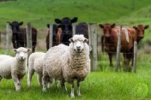 В Белоруссию на время прекратится ввоз овец и коз
