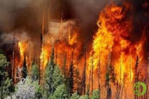 На 50% в РФ увеличилась площадь лесных пожаров