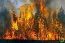 Одними из основных причин лесных пожаров по-прежнему являются неосторожное обращение с огнем в лесах