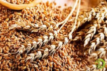 Все проданное зерно относится к пшенице IV класса урожая 2015 года
