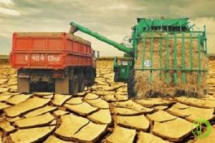Дефицит осадков может привести к срыву планов по заготовке кормовых культур