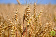 Государственные интервенции по закупке и продаже зерна, проводятся в РФ с 2001 года для регулирования внутренних цен