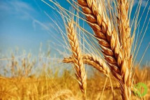 В ходе торгов было продано 12 тыс. 555 пшеницы III класса урожая 2014 года на 172 млн рублей