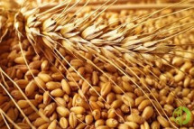 По состоянию на 26 июня Украина экспортировала 56,2 миллиона тонн зерновых и зернобобовых культур