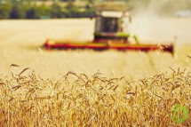 Все проданное зерно относится к пшенице IV класса урожая 2016 года