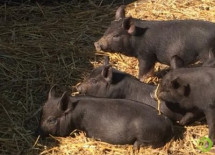 Как сообщил вчера Росстат, производство свиней составило 392,9 тыс. тонн (в живом весе)