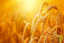 Всего с начала интервенций 13 апреля было продано 1 млн 507,653 тыс. тонн зерна на 18,17 млрд рублей