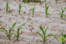 Критическое снижение урожайности зафиксировано на 750 тыс. га - в регионе рассматривают вопрос введения режима ЧС из-за засухи 