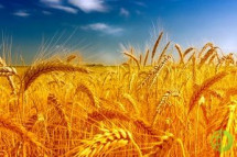Волгоградская область вошла в активную фазу уборки урожая зерновых
