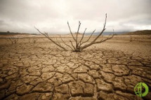 Засуха стала катастрофичной для многих хозяйств