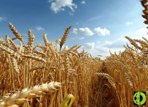Оценка производства фуражного зерна повышена до 40 млн тонн с 39,2 млн тонн в июне