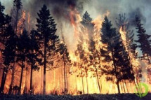 Площадь природных пожаров на территории региона уменьшилась в 6 раз - до 10,5 тыс. гектаров