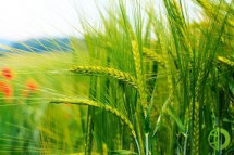 Всего, согласно данным биржи, с начала интервенций 13 апреля продано 1 млн 508,2 тыс. т зерна на 18,45 млрд рублей
