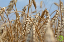 В прошлом году цены на зерновые и хлебобулочные изделия выросли на 6,8% из-за инфляции