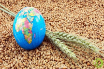 Россия и Украина являются крупными экспортерами зерна 