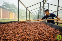 Стоимость какао по декабрьскому фьючерсу в понедельник достигла 4051 доллара