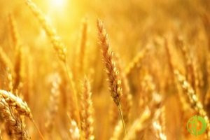 Новосибирской области по итогам уборочной кампании рассчитывают собрать 2,6 млн тонн зерновых, что почти на 6,9% больше прошлогодних показателей