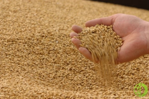 Украина по состоянию на 20 июня поставила 689 000 тонн кукурузы, 63 000 тонн пшеницы и 21 000 тонну ячменя