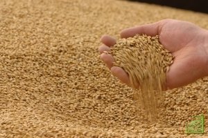 С начала года цены на пшеницу на CBOT подскочили на 24%.