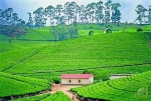 В Шри-Ланке чай стоит дешевле, чем кипяток.