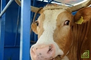 В Украине не будут покупать рогатый скот из Македонии.