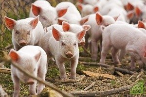 РФ приостанавливает поставки эстонской свинины. 