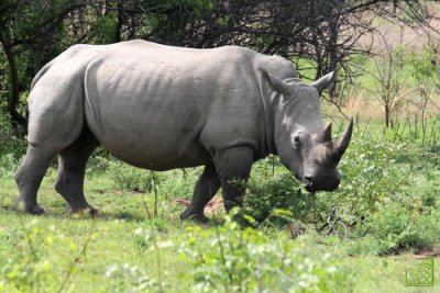 Ученые хотят спасти белого носорога при помощи искусственного оплодотворения