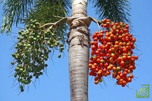 Пальмовое масло получают из мясистой части плодов масличной пальмы (Elaeis guineensis)