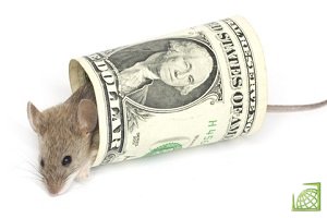 Мышам все равно что грызть — простую бумагу или купюры