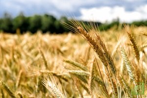 В 2017 году урожай в России был рекордным — 135,4 млн тонн зерновых