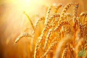​Немецкий союз крестьян (DBV) в среду ухудшил прогноз урожая пшеницы на 2018 год до самого низкого уровня за 15 лет, поскольку посевы пострадали от жары и засухи. 