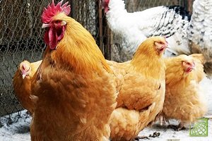 ​Саудовская Аравия ввела временный запрет на ввоз российского мяса птицы и яиц из-за распространения в ряде областей России птичьего гриппа H5 