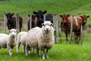 ​Россельхознадзор с 29 августа ограничил ввоз в Россию овец и коз из Болгарии в связи с распространением чумы мелких жвачных (ЧМЖ) животных в этой стране
