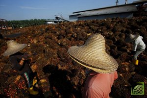 Производство пальмового масла в Малайзии в декабре сократилось