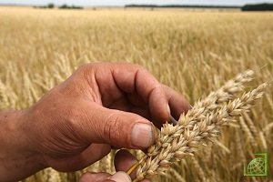 Экспортные цены пшеницы России падают 