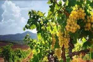 Правительство Ростовской области увеличили финансирование виноградарства и виноделия