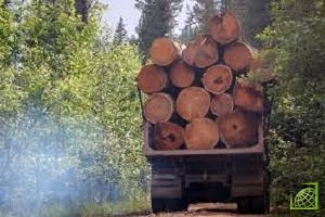 В Томской области выделили незаконно участок под вырубку леса