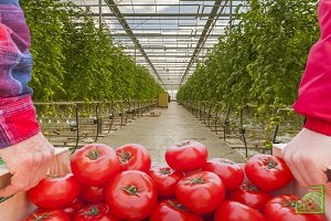 Спрос на тепличные овощи в РФ может вырасти