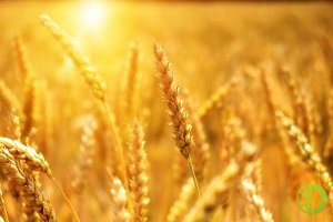 В этом году из-за весенней засухи соберут меньше зерна