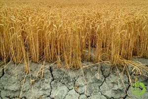 В ближайшее время режим ЧС по засухе будет объявлен на территории всей Челябинской области 