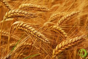 Китай наращивает импорт пшеницы из Франции и Литвы