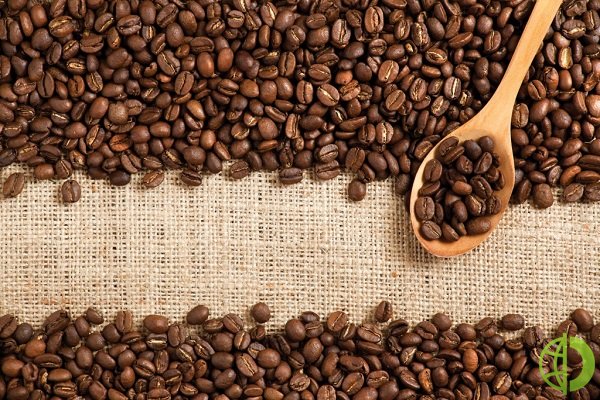 В августе экспорт вьетнамского кофе упал на 8,7 процента по сравнению с июлем