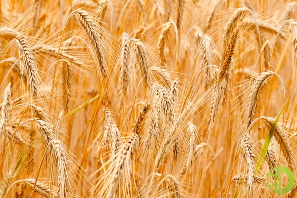 Египет требует от импортеров давать зерно на проверку перед отправкой
