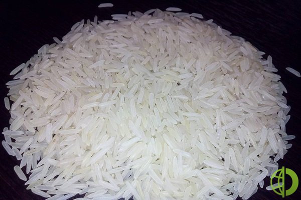 В июле Индия ввела запрет на экспорт широко потребляемого белого риса, не являющегося басмати