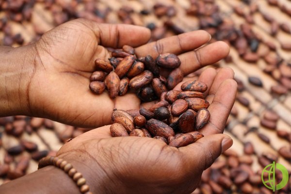 Сегодня цена на какао-бобы в ходе торгов достигла 6014 долларов за тонну, но потом немного откатилась — до 6010 долларов